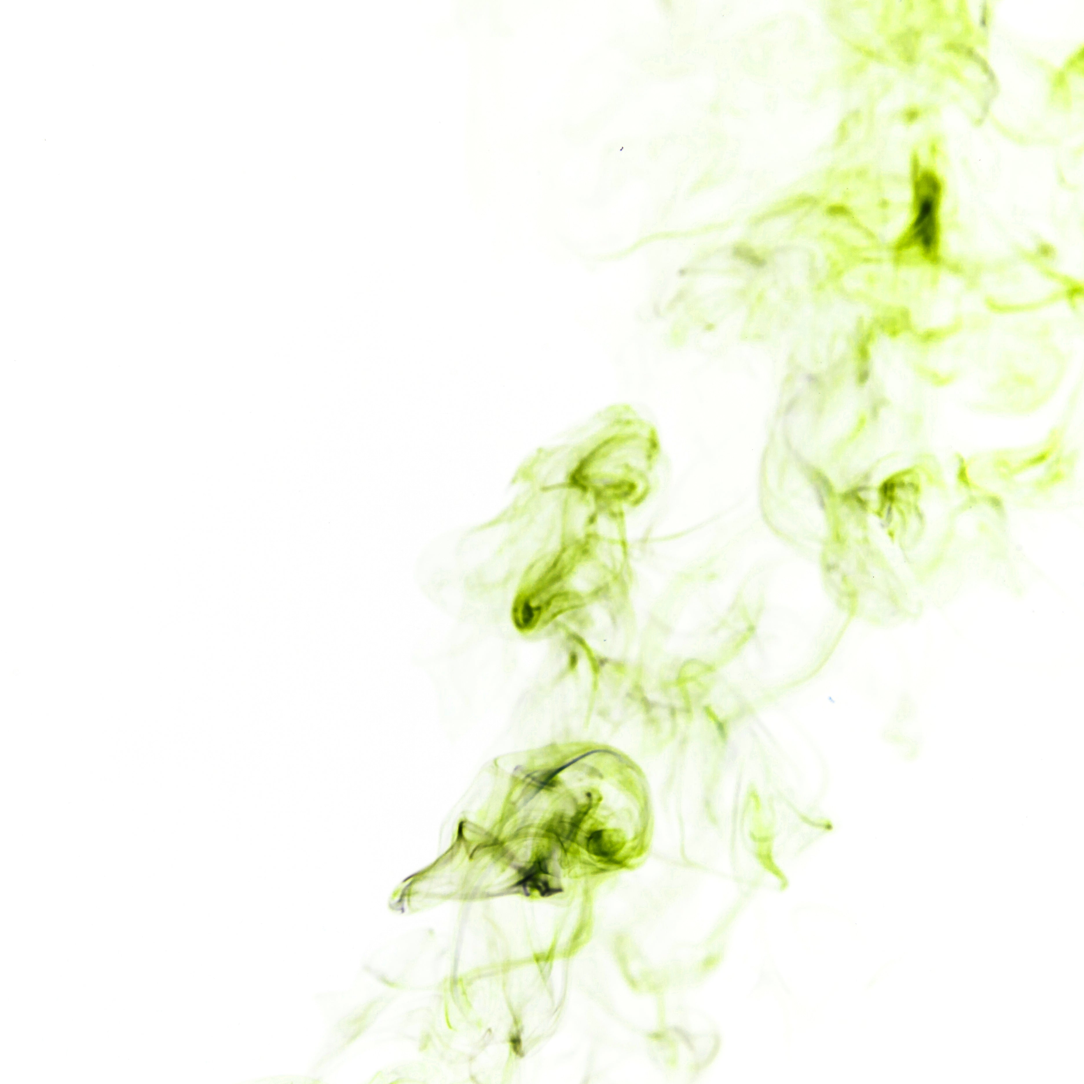 wisps-chartreuse-smoke.jpg